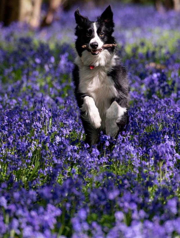 The Wiltshire Gazette and Herald: Keeping an eye out for risks means your pet can enjoy spring as much as you do. Picture: PA