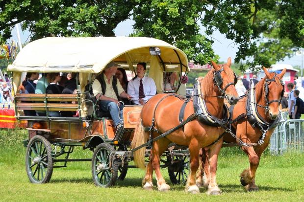 A pair of Suffolk Punch heavy horses in harness during the Wiltshire Steam and Vintage Rally at Lydiard Park 								Picture: Nick Stinger Nett