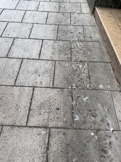 The Wiltshire Gazette and Herald: Excessive droppings outside Devizes business prompts complaints about the number of pigeons. Photo: Trevor Porter.