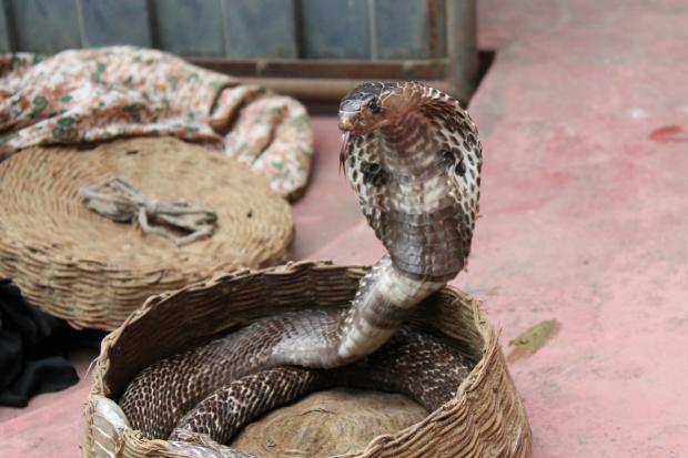 A cobra (Canva)