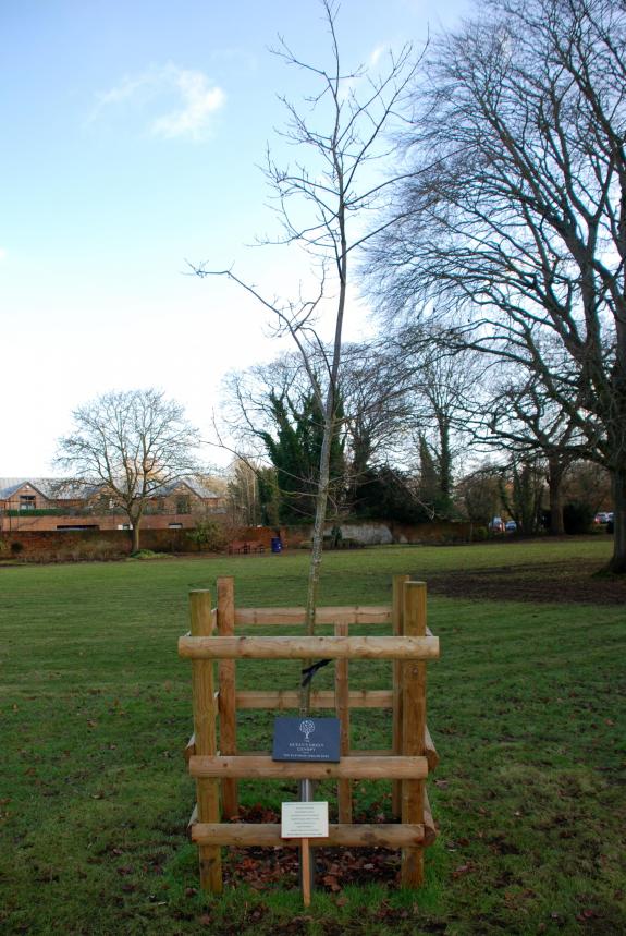 The Wiltshire Gazette and Herald: The oak was planted by the mayor last year. The Wiltshire Gazette and Herald: The oak was planted by the mayor last year.