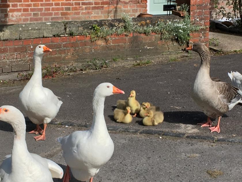 Upavon geese disappear as Wiltshire village devastated 