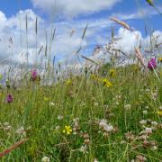 Wilt flower meadow at Coombe Bassett Down.  Photo:  Tessa Polniaszek