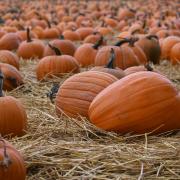 Where to pick your Halloween pumpkins in Wiltshire