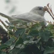 Denise was stunned when she saw this white sparrow on her walk around the farm