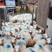 Making preparations for a thousand lambs to be born