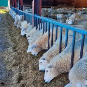 Some of the ewes eating their breakfasts