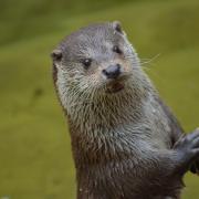Which wild animals are privately owned in Wiltshire? - An otter is one of them! Picture credit: Pixabay