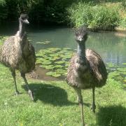 Emus at Malmesbury Animal Sanctuary