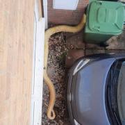 An Albino Burmese python outside a home in Chandler's Ford.