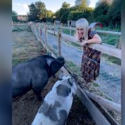 Escape to the Country presenter Nicki Chapman with pigs Stan and Peggy. Photo: Facebook/Nicki Chapman.