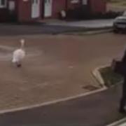 The police are hoping to speak to this boy after a bottle was thrown at a swan.