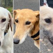 Three Lurchers have been found across Wiltshire.