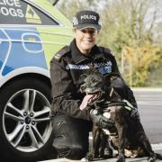 Stella, the retired Staffie police dog, is in the running for a 'Hero Dog' award at Crufts this weekend.