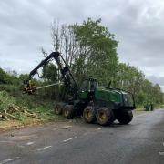 Ash dieback tree felling in progress in Wiltshire