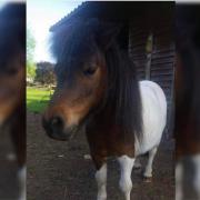 Maisey the Shetland pony