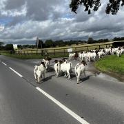 Goats at the Gourmet Goat Farmer in Avebury