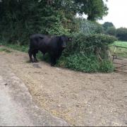 The bull near Malmesbury