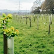 Wiltshire is currently below the national targets for tree coverage.