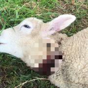 A sheep wounded in a suspected dog attack