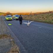 Police catching the swan on the A361