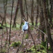 Walkers have spotted bags of dog poo hung from trees in an ancient forest