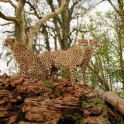 The three Cheetahs from Germany, Themba, Ajani and Lunis, could be looking for romance at Longleat as part of a captive breeding programme.
