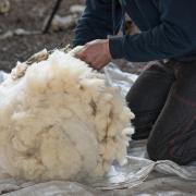 Shearing sheep on a British Wool Marketing Board shearing course, Thirsk, North Yorkshire.