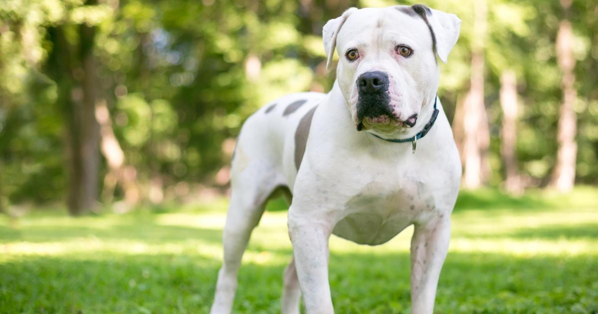 Woman guilty of dog abuse turns up drunk to Swindon court | The Wiltshire Gazette and Herald - Vimarsana News