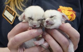 Keepers at Longleat Safari Park are hand-rearing two baby fennec foxes